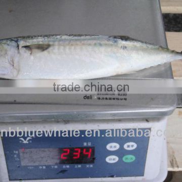 A grade canned mackerel fish