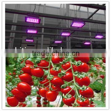 20W Greenhouse LED Plant Light for Growing Tomato, Lettuce, Vegetable, Flower, Orchid, Medicinal Plants photo-6