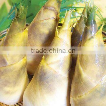 High quality canned bamboo shoot to European,American,Africa