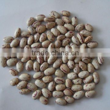 light speckled kidney bean long shape