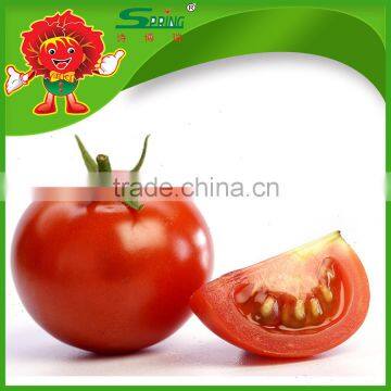 Chinese Fresh tomato