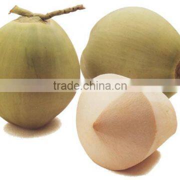 Fresh Young Coconut (Diamond/ Polish Shape) VIET NAM