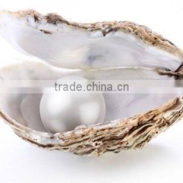 Common Oyster Shell