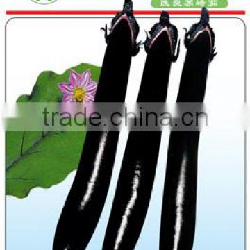 Eggplant Seeds-Early Mature Beauty Black/Deep Purple Red Eggplant No.6