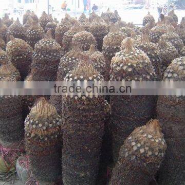 Cycas Revoluta Nursery