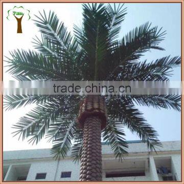 outdoor canary date palm tree for landscape