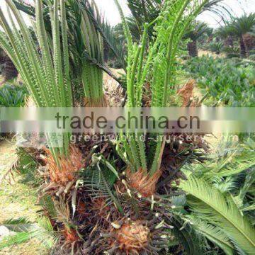 middle-east climate cycas