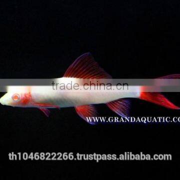 Rainbow Shark Albino / Ornamental Fish Exporter photo-5