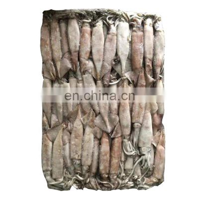 Wild caught whole round seafrozen todarodes pacificus squid for export and wholesale