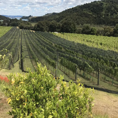 Woven Bird Netting 5m x 15m Drape Over Netting 2cm 2.5cm 3cm Hole Size Pond Cover Net photo-5