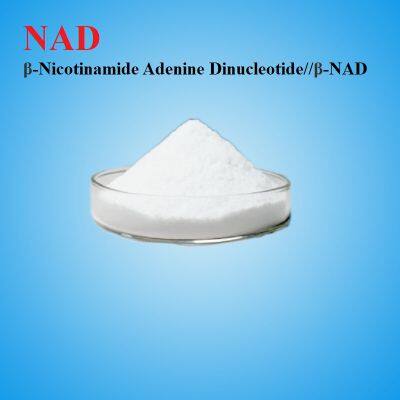 NAD β-Nicotinamide Adenine Dinucleotide//β-NAD