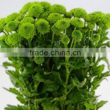 Alibaba china stylish fresh chrysanthemum flower bouquet