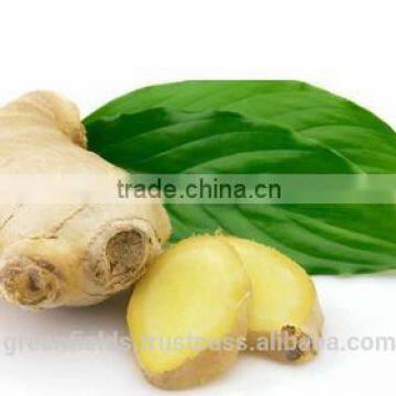 Yellow Essential Ginger Massage Oil