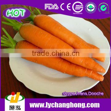 Small and Long Fresh Carrots from China