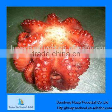 high quality vulgaris octopus