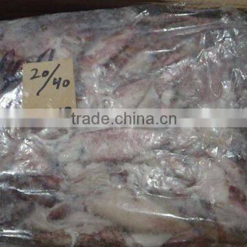 FROZEN LOLIGO SQUID photo-6