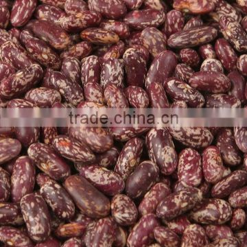 chinese Purple speckled kidney bean