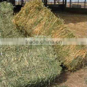 Alfalfa Hay, Timothy Hay, Oat Hay, Bermuda Grass Top Quality Hay