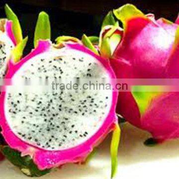 DRAGON FRUIT