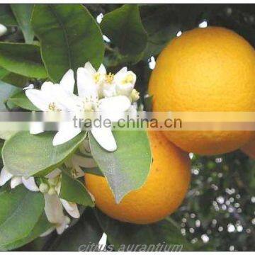 Citrus Aurantium Extract Powder