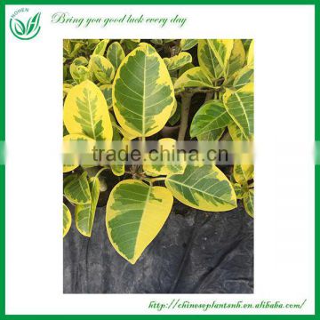 Living Evergreen Outdoor Ornamental Ficus Benghaniece Plants