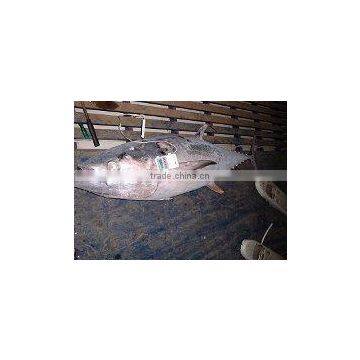Frozen Yellowfin Tuna photo-2
