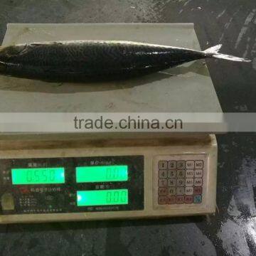 New Catching Fish Frozen Pacific Mackerel 400-500g&500g+ photo-3