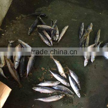 2016 Landing Sea Frozen Mackerel 300-500g photo-5