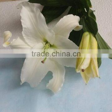 White Spray Head Lily Flower Natural Fresh Cut 80-100 Long Stemmed Wholesale Flower From Yunnan