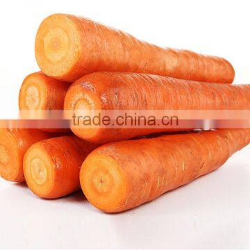 Fresh Carrot Suppliers China photo-2