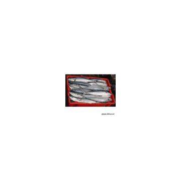 Sell Spanish Mackerel