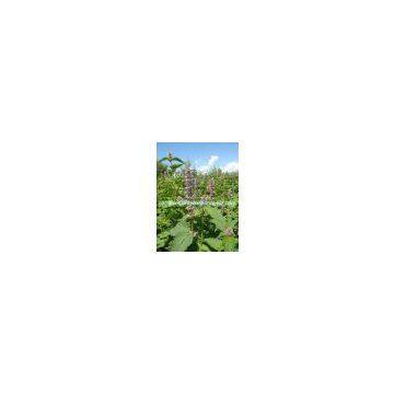 Agastache Rugosa Extract