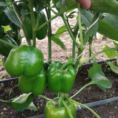 High-yielding Big Green Pepper Seeds Vegetable Seeds