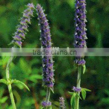 Nepeta Cataria Oil of Excellent Quality or Chenopodium Oil