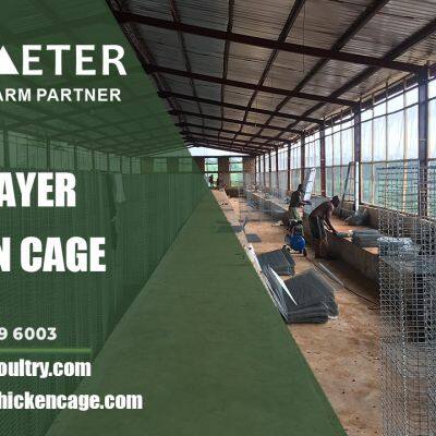 4-Tier Layer Battery Cage System Poultry Farming Cage Solution for Lagos Nigeria