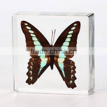 new noveltypaperweight with real butterfly