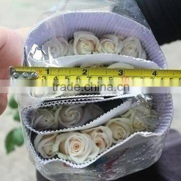 Top grade Vendela white rose for wedding