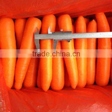 Natural Chinese fresh carrots for sale