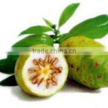 Purest Noni Powder Bulk Producers