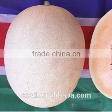 Balan No.3 oval shape and red flesh hybrid melon seeds