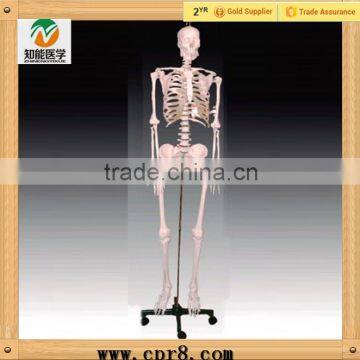 High Quality Medical Human Skeleton Teaching Model