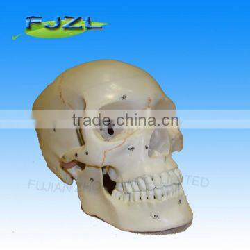 Skeleton Human Skull model( 3 Parts) for medical teaching