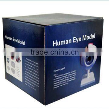 Eyeball Enlargement and Anatomy Structure Model Teaching Medical Biology Science and Education Instrument 6 Times 3 photo-6