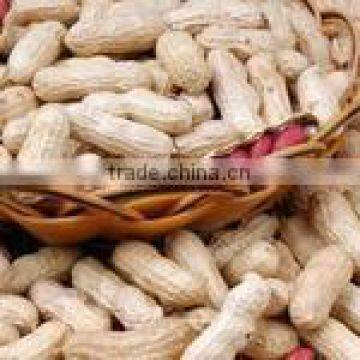 Huaxiaobao Peanut Variety Domination: Zhongkaihua 1
