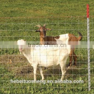 Wire mesh fence for goat and sheep