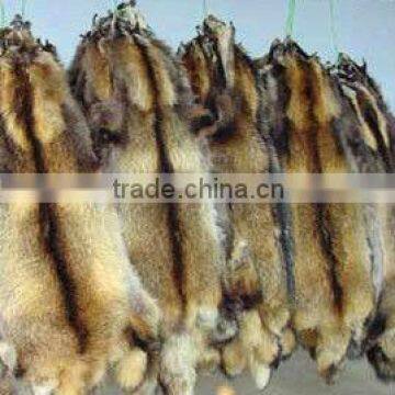 Raccoon Dog Skin