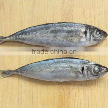 Frzoen horse mackerel Trachurus japonicus