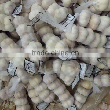 Fresh white garlic