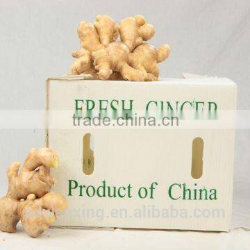 CHINESE FRESH GINGER photo-4
