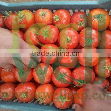 Fresh Tomato ( normal - cherry )